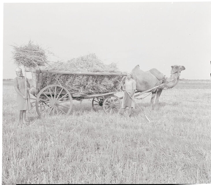 Two women standing beside a camel pulling a cart filled with hay