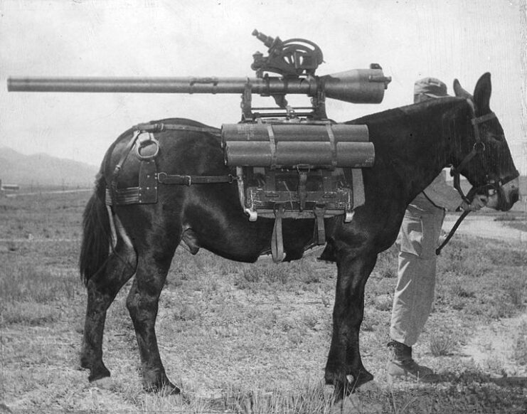 Soldier standing with a mule that's had an M18 recoilless rifle strapped to its back