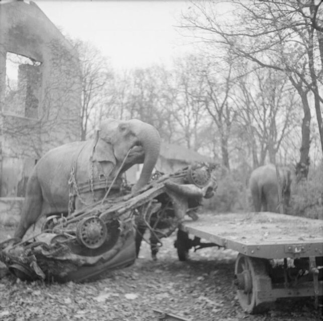 Circus elephants Mary and Kieri moving a demolished vehicle onto a truck bed in Hamburg