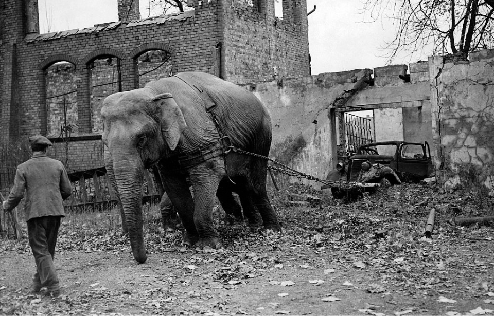 Circus elephants Mary and Kieri moving a damaged vehicle from a ruined building in Hamburg