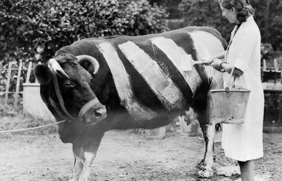 Woman painting white stripes on her cow during the Blitz