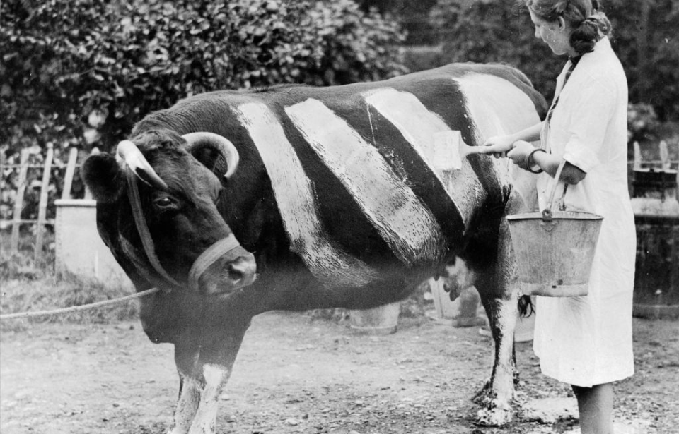 The Ingenious Reason Farmers Painted Stripes On Their Cows During the
Blitz