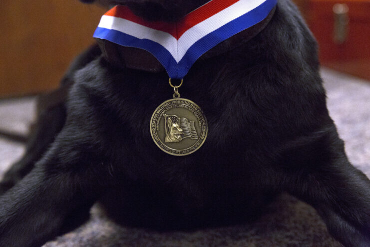 Dog sitting with a medal around its chest