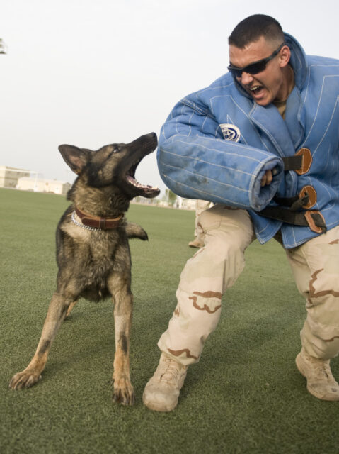 K9 conducting training with a handler