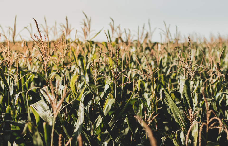 Close-up of a corn field