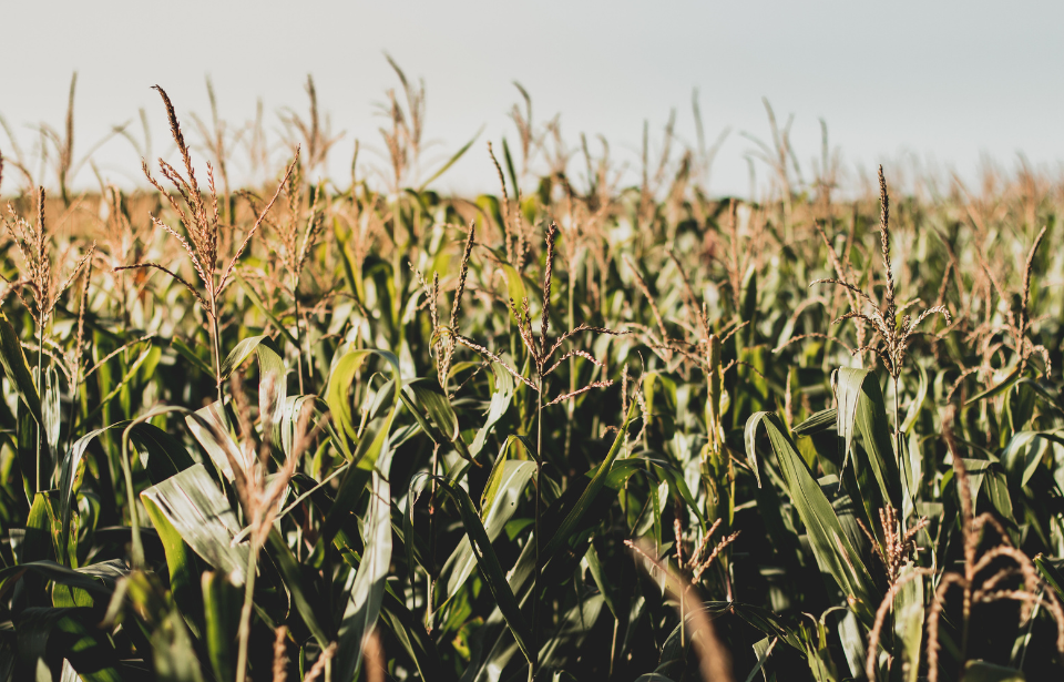 Photo Credit: Gustavo Rodrigues / Pexels / Free to Use