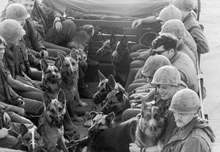 American troops and dogs sitting in the back of a truck