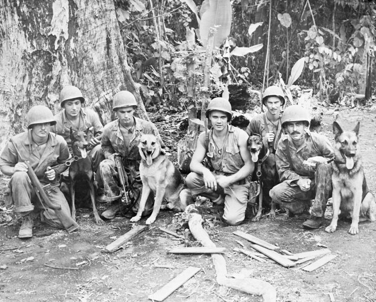 Six American servicemen and four dogs sitting in the middle of the jungle