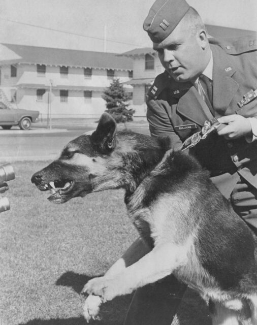 Robert Sullivan holding Nemo A534 back as the dog lunges forward