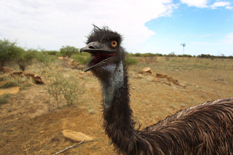 Emu standing in the Australian desert