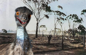 Fallow behind a barbed wire fence + Close-up of an emu