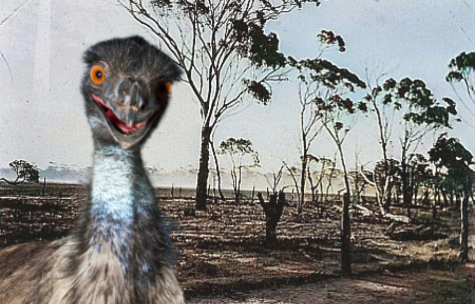 Fallow behind a barbed wire fence + Close-up of an emu