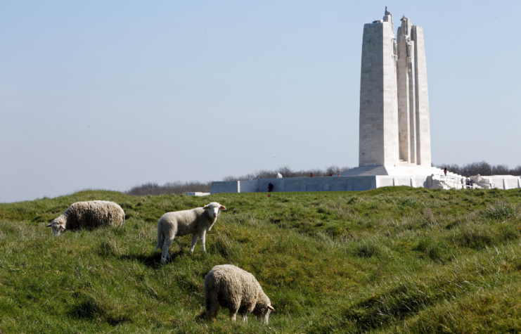 Sheep grazing near the Canadian National Vimy Memorial