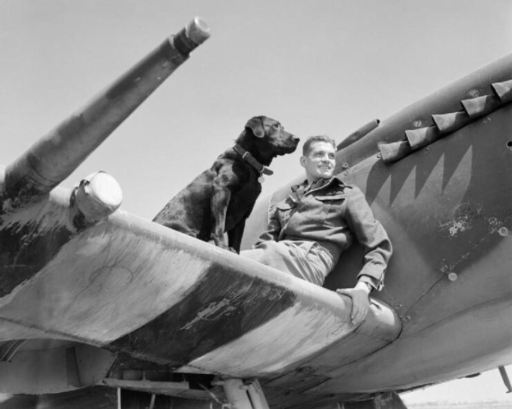 Johnnie Johnson sitting on the wing of a Supermarine Spitfire with his dog