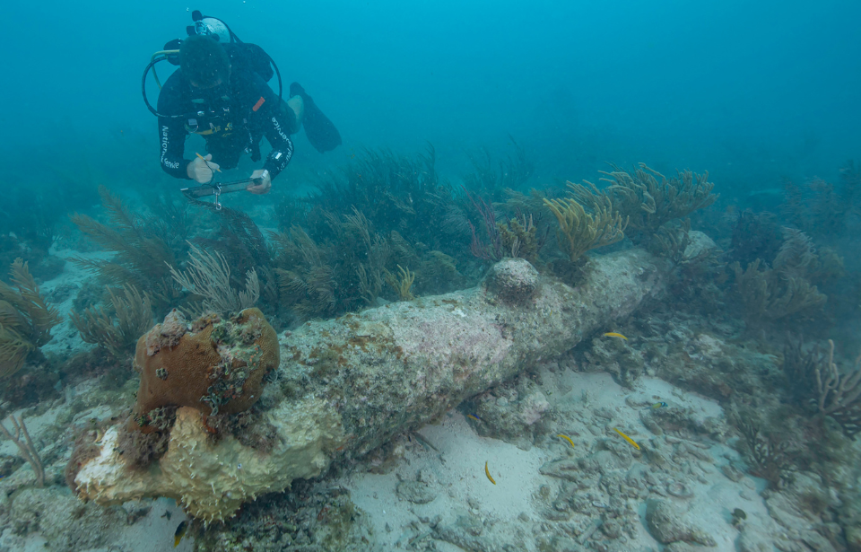 Diver swimming over a coral-covered cannon from the HMS Tyger