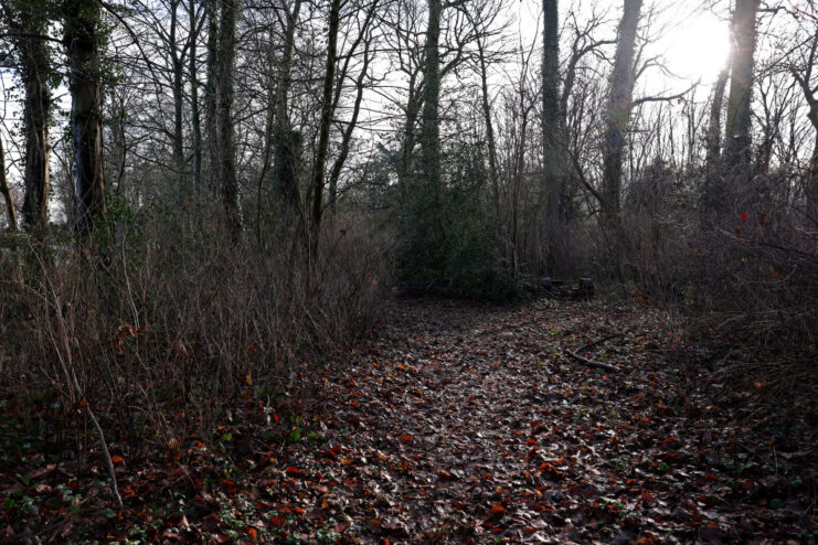 Dead leaves on the forest floor