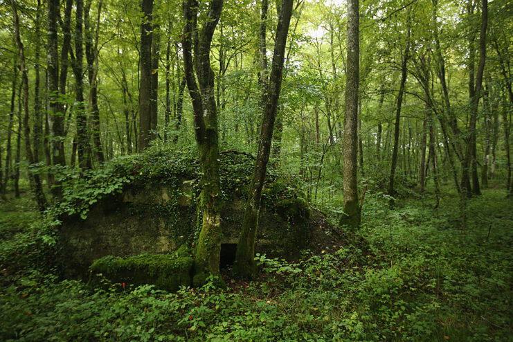 Remnants of a German bunker covered by ivy and moss