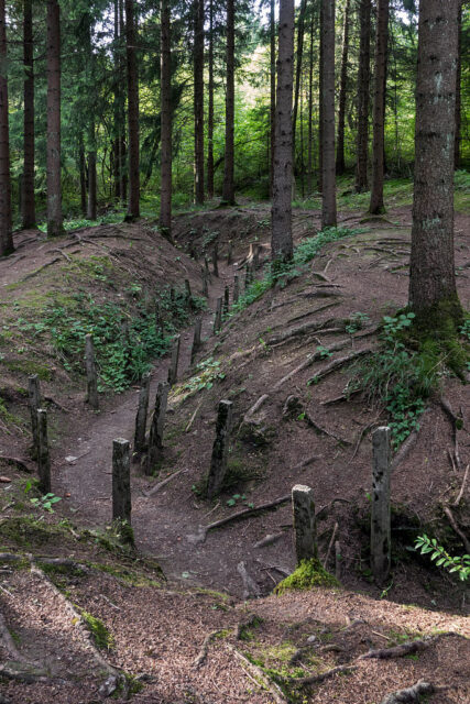 Communications trench winding through a forest