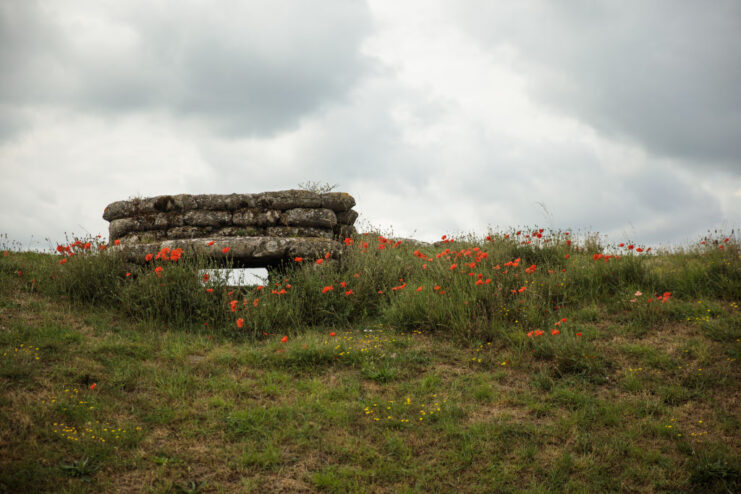 Poppies growing along the edges of the Trench of Death ("Dodengang")