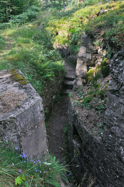 Grass growing into what remains of a World War I-era trench