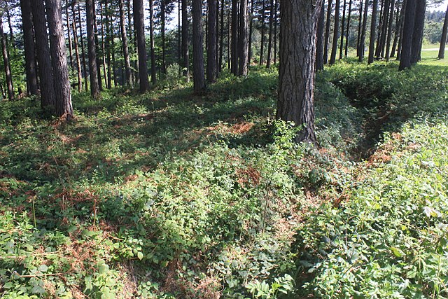 Foliage and other greenery growing over a World War I-era trench in the middle of a forest