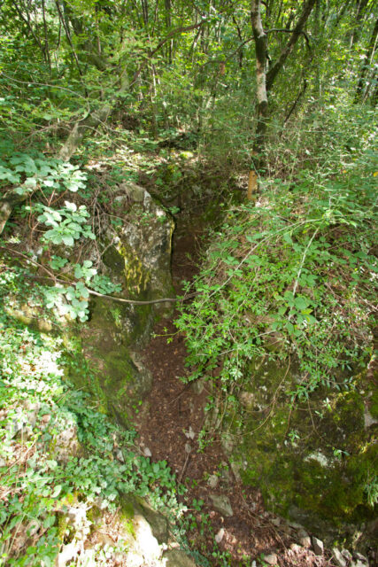 Trench running across the forest floor