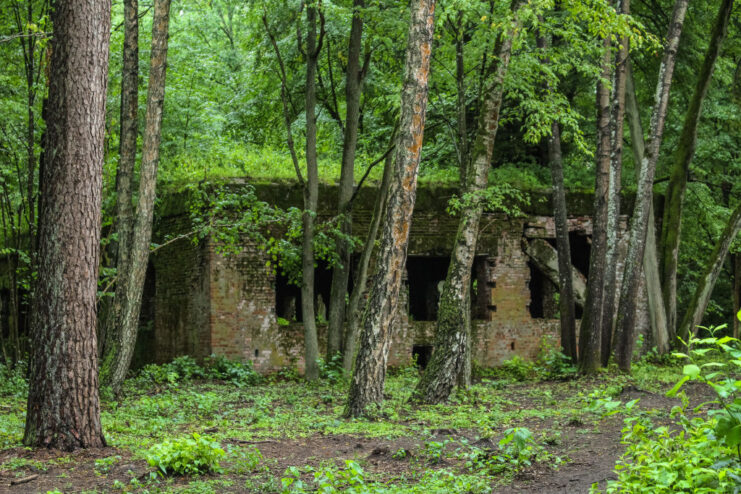 What remains of the Wolfsschanze ("Wolf's Lair") in the middle of a forest
