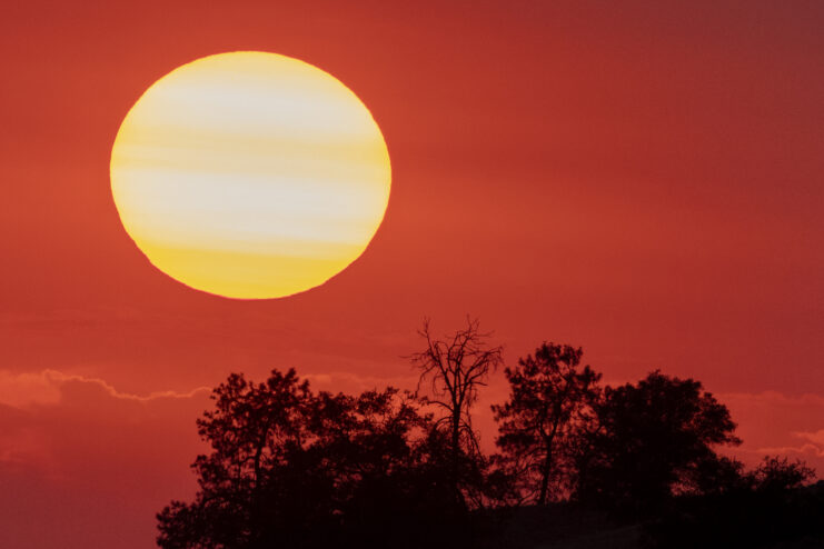 The sun in an orange sky above a crop of trees. 