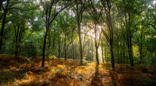 Trees making up a woodland, with the sun peeking through the foliage