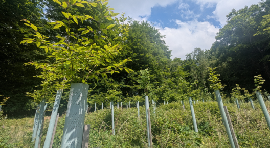 Rows of new saplings planted across a large area