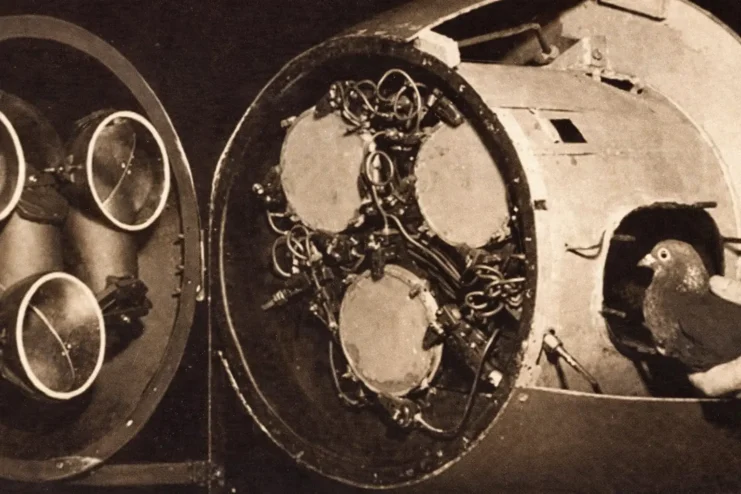 A pelican missile modified to be piloted by a pigeon.