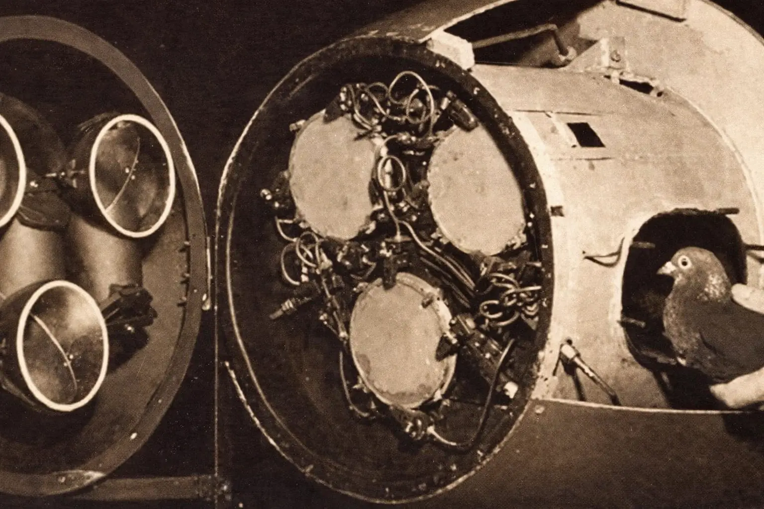 A pelican missile modified to be piloted by a pigeon.