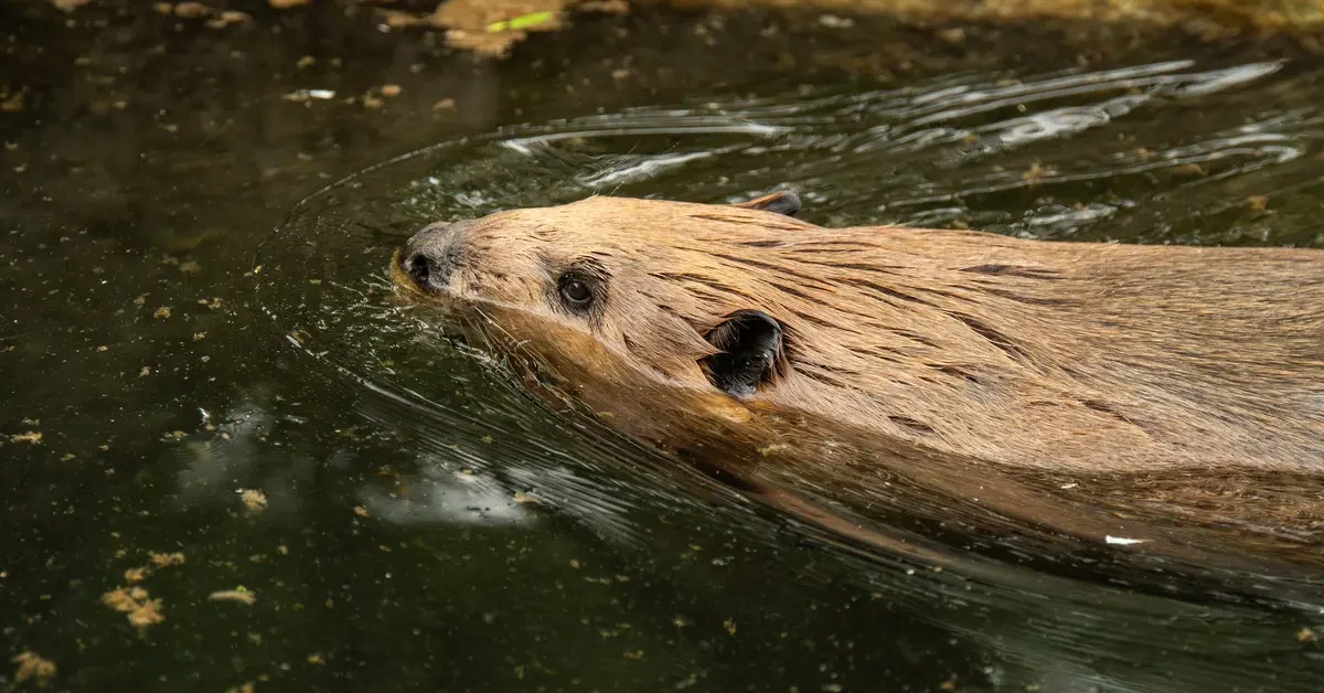 A beaver swims.