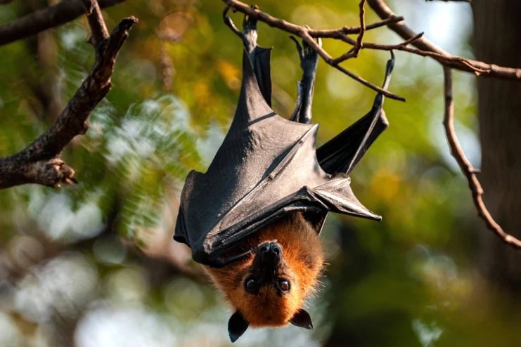 A fruit bat in a tree at Wat Khanon Tai.