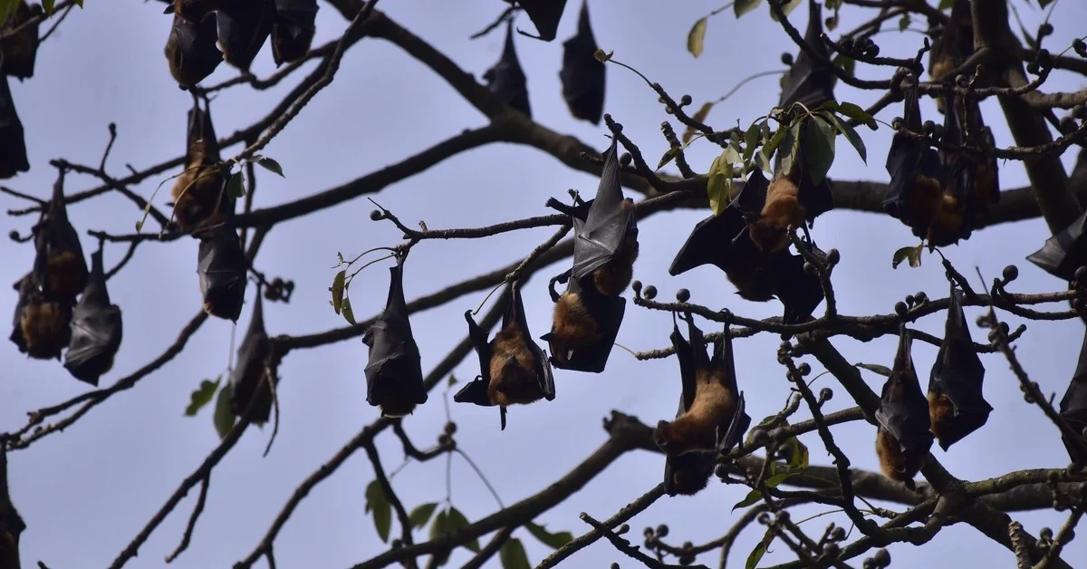 Bats rest on trees