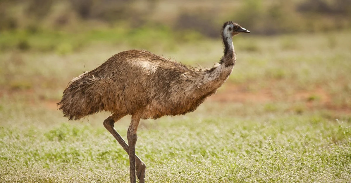 Emu, Dromaius novaehollandiae, strutting. Bunkers Conservation Reserve, between Hawker and Blinman, South Australia, Australia. 