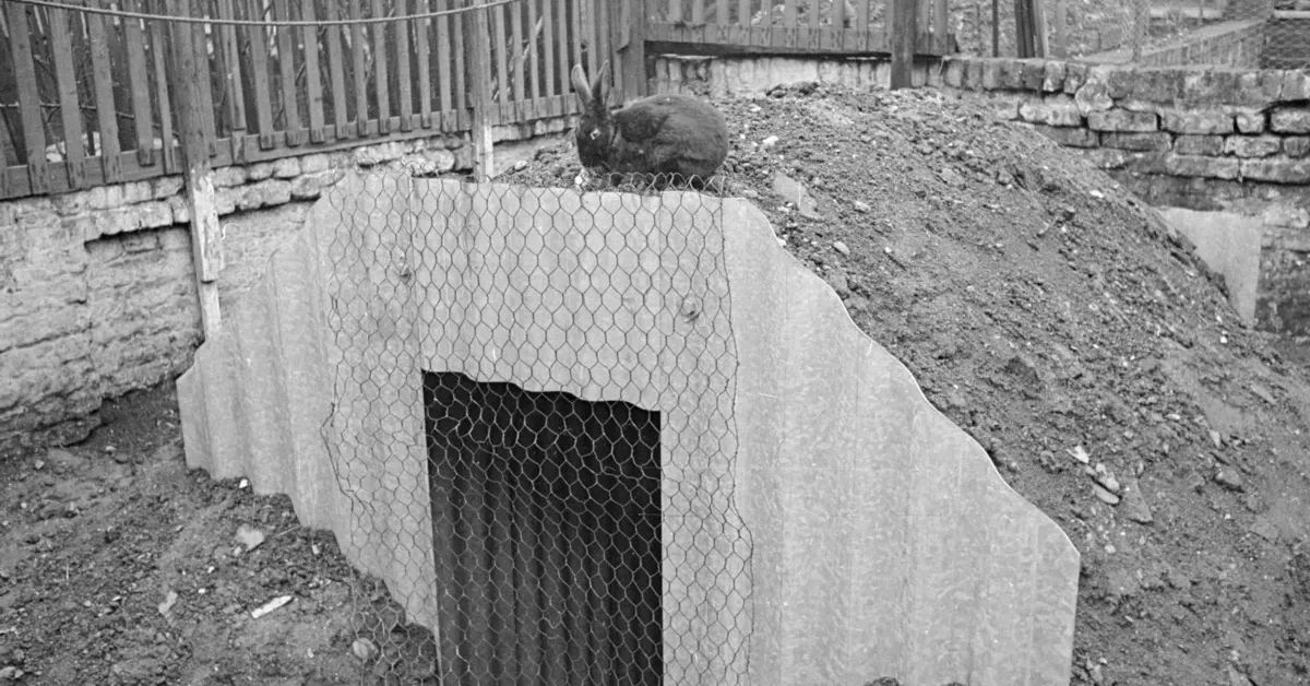circa 1940: A pet rabbit sitting on top of the earth covering a family's new Anderson air raid shelter in their garden. 