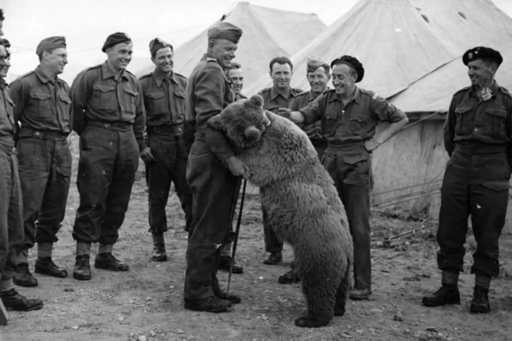 Wotjek the bear playing with Polish officers.