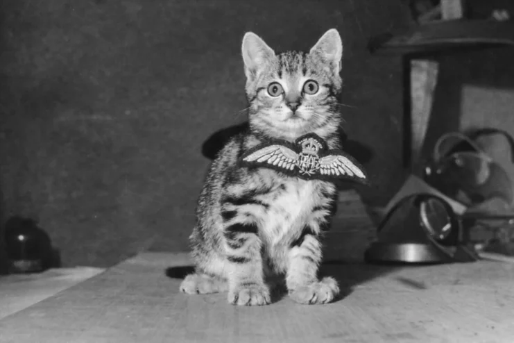 A cat with a badge during ww1.