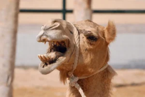 Angry Camel
