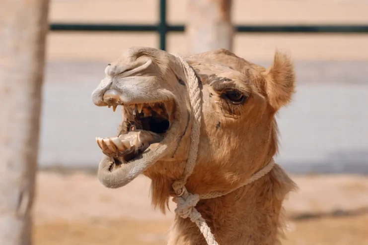 Angry Camel