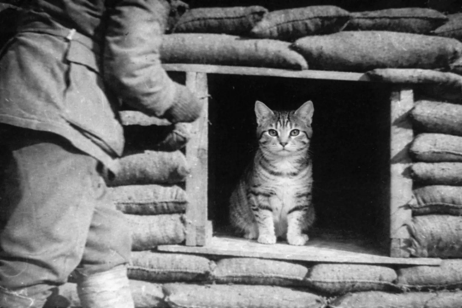 A cat in a trench during ww1.