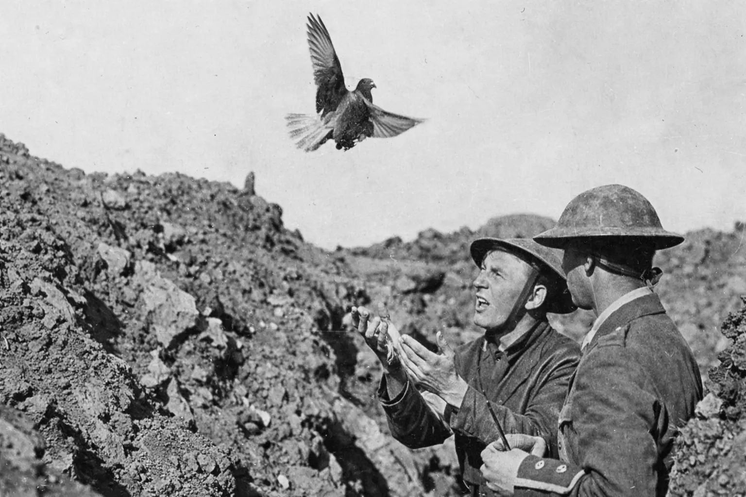 Cher Ami among soldiers in the trenches.