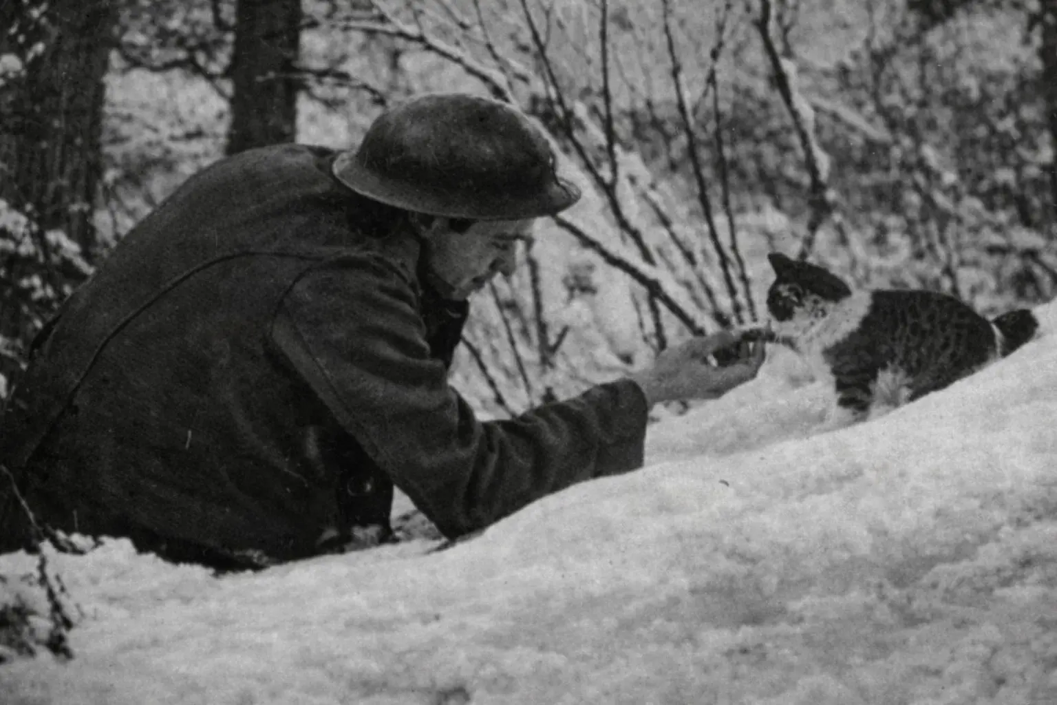 A soldier feeding a cat during ww1