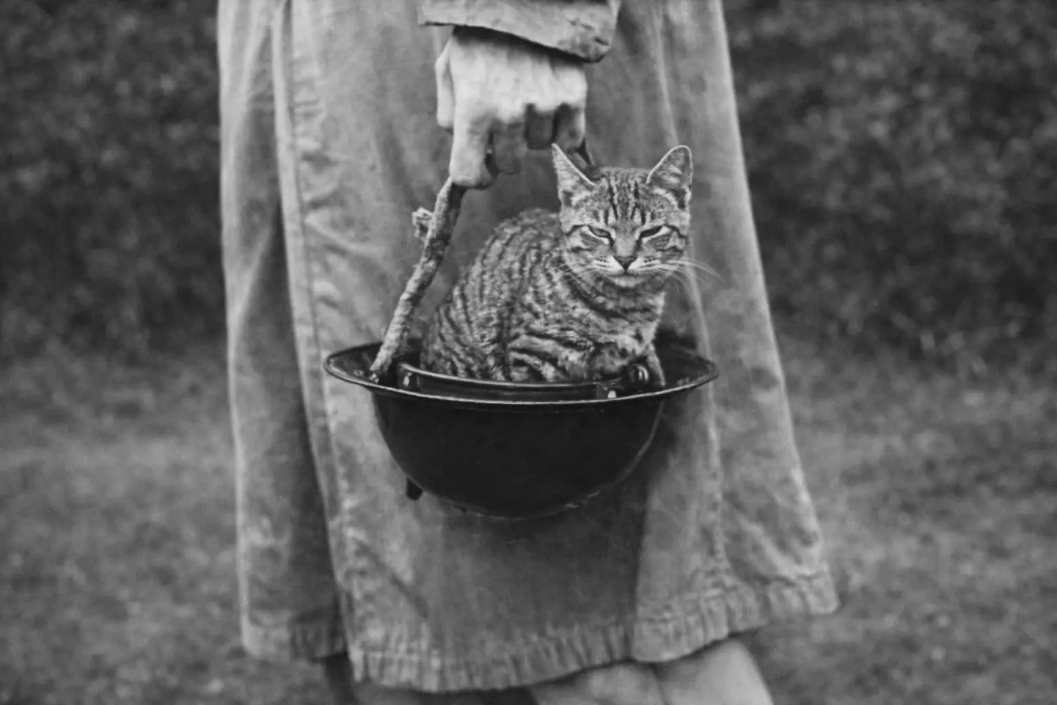 A cat sitting in a helmet during ww1.