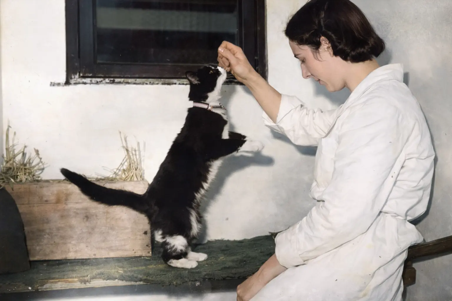 Simon the cat being trained by his handler.