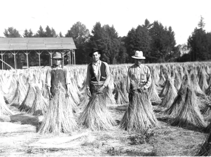 Mexicans in flax field