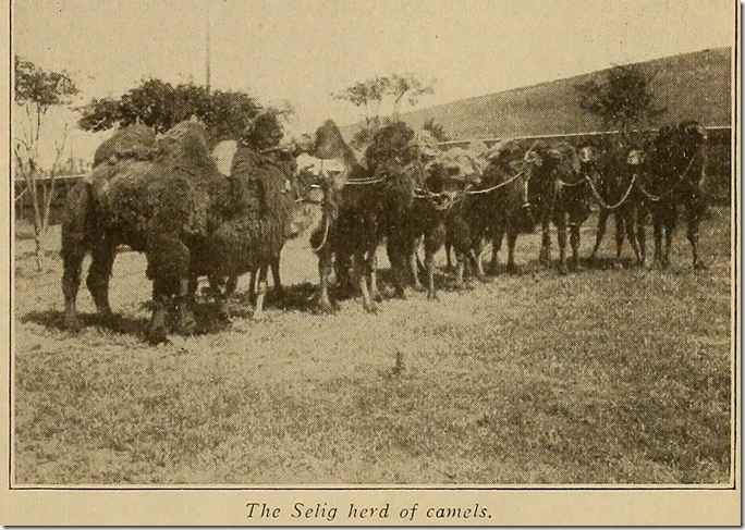 Selig Camels that also likely features Topsy the camel.